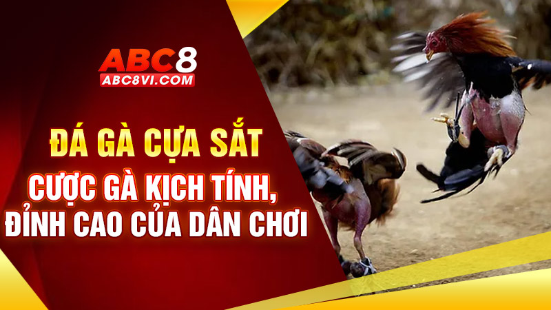 Đá gà cựa sắt ABC8