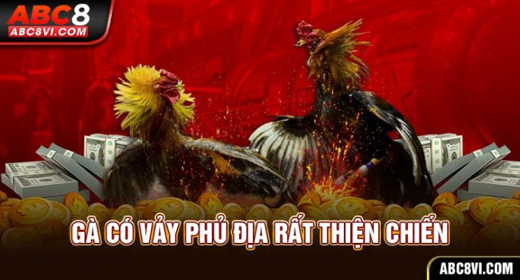 78 vảy gà tốt nên chọi